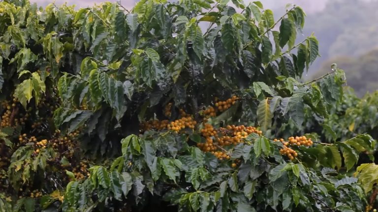 Impacto do período frio nas plantações