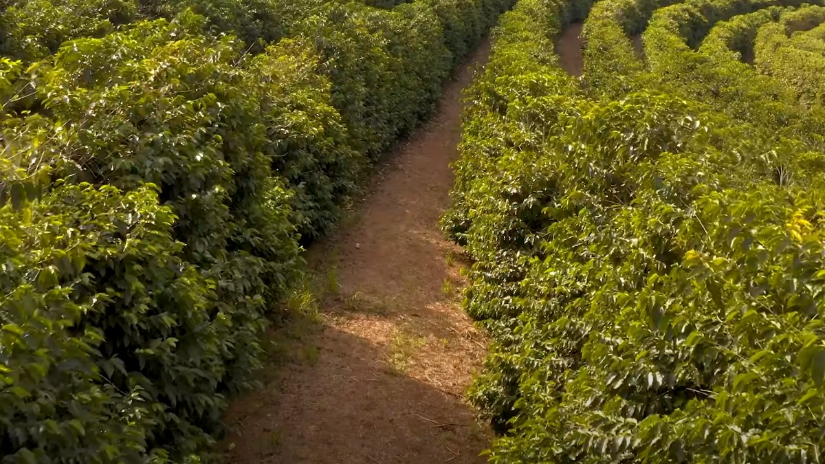 Mudanças climáticas afetam produção cafeeira na