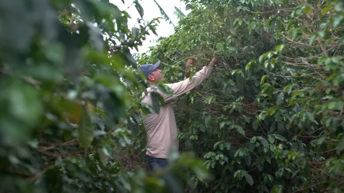 Produção de café Brasil