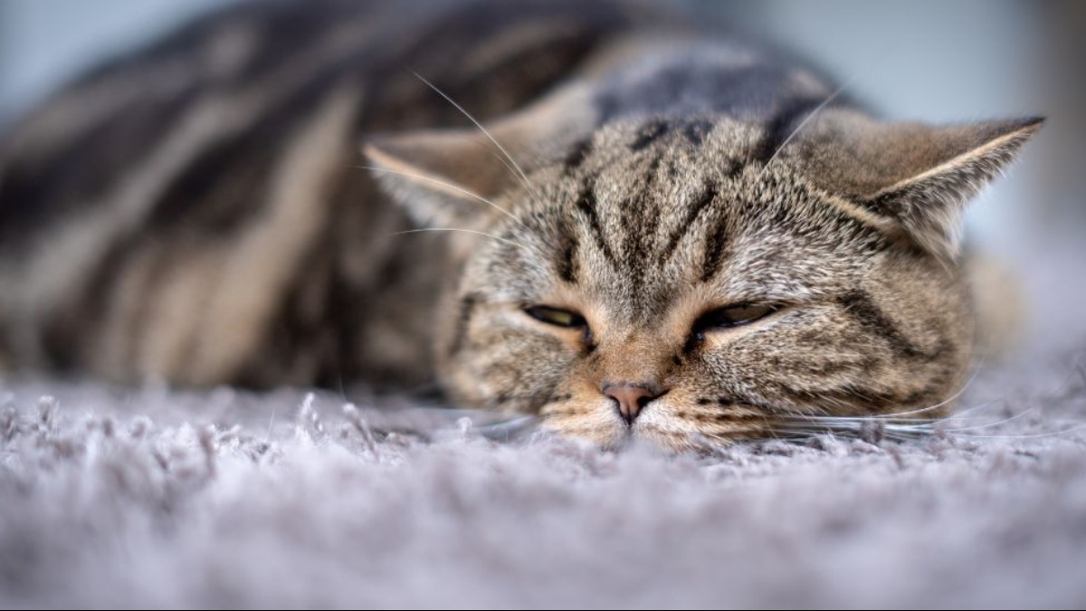 O que os tutores devem fazer