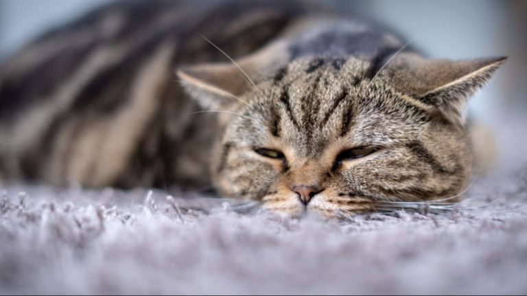 Barrinha e Santa Rosa de Viterbo