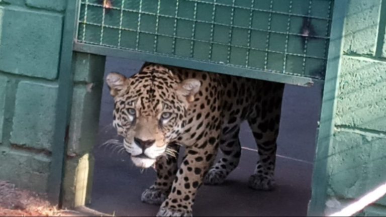Onça pintada chega ao Zoológico Municipal