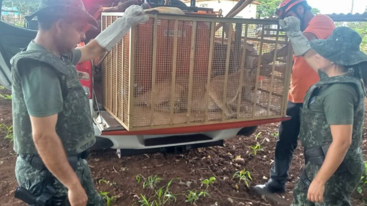 onça-parda Ituverava