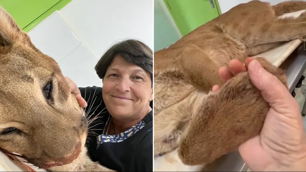 onça-parda resgatada