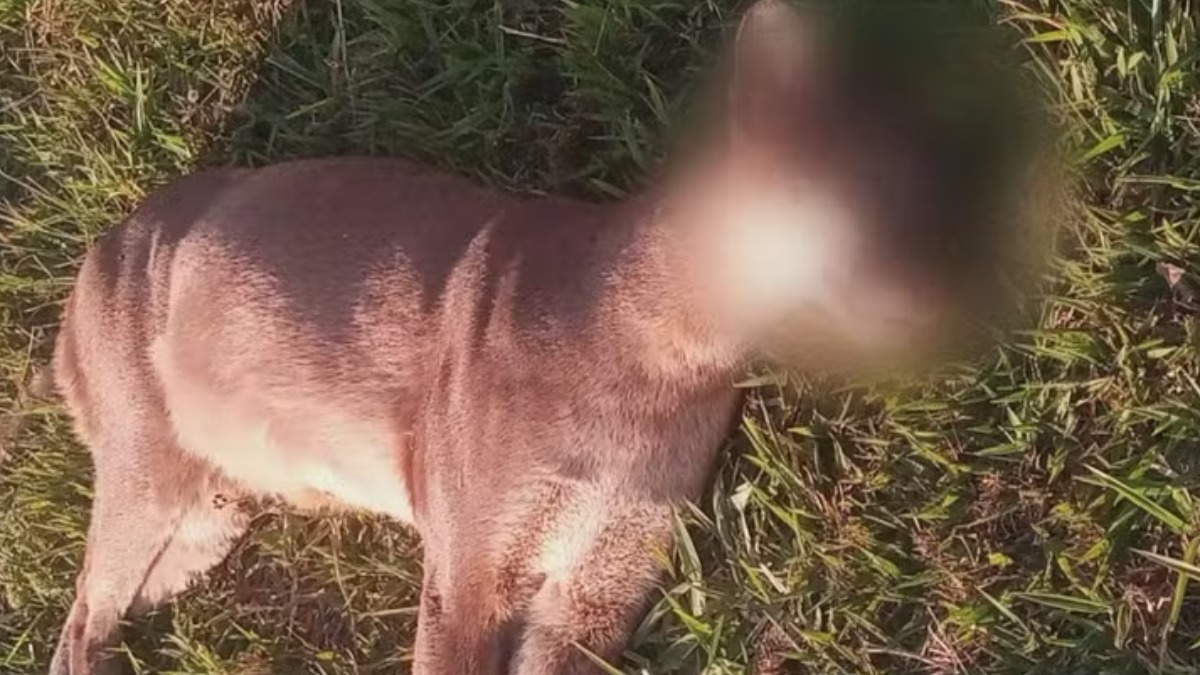 onças pardas mortas