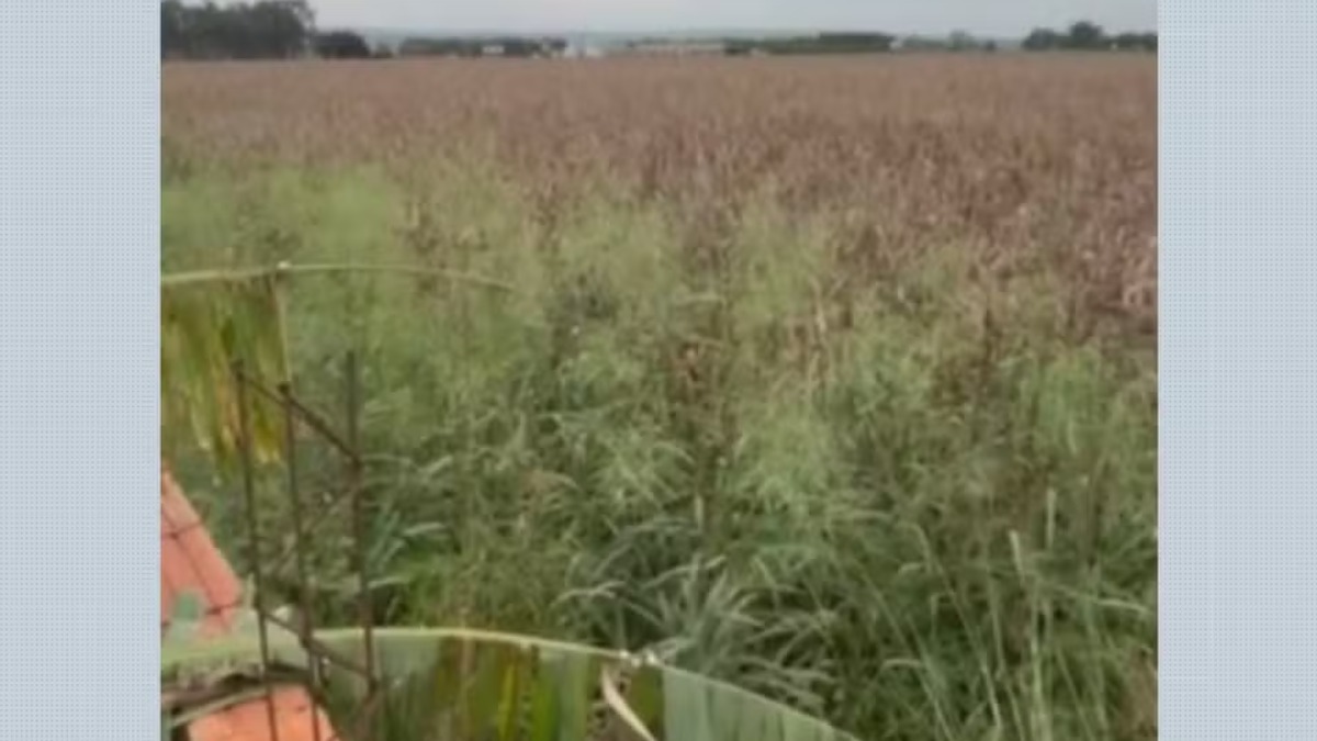 Polícia Civil encontra ossada humana enterrada