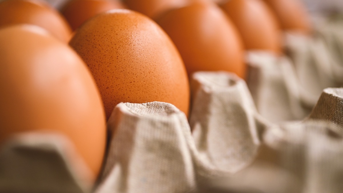 vacinação avicultura