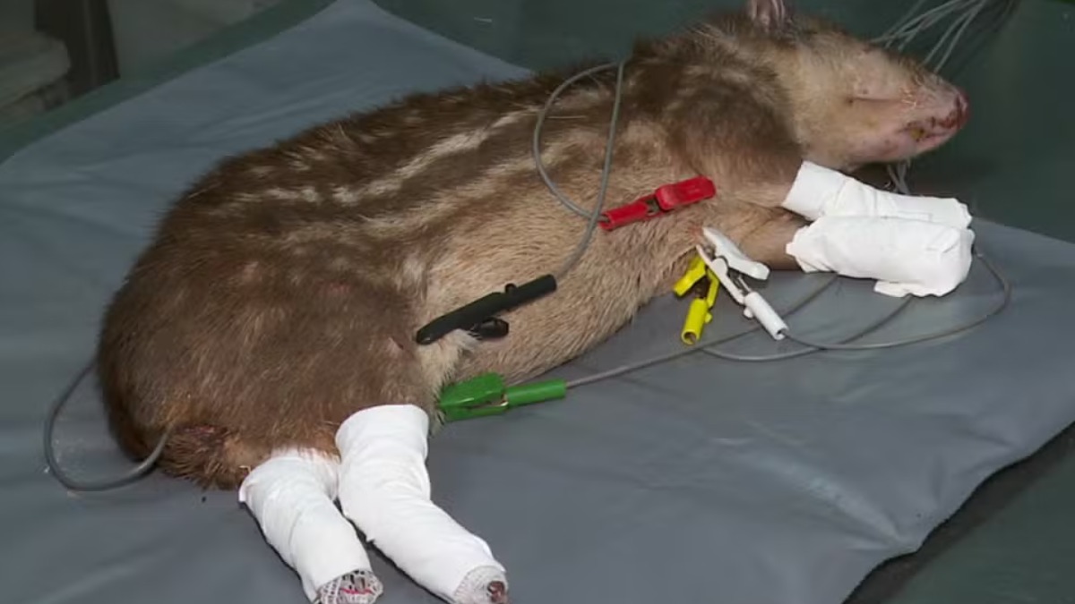 Mais da metade dos bichos atendidos