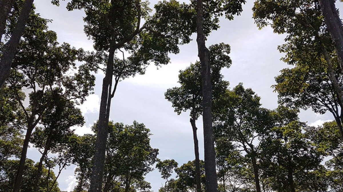 Ação de combate ao desmatamento