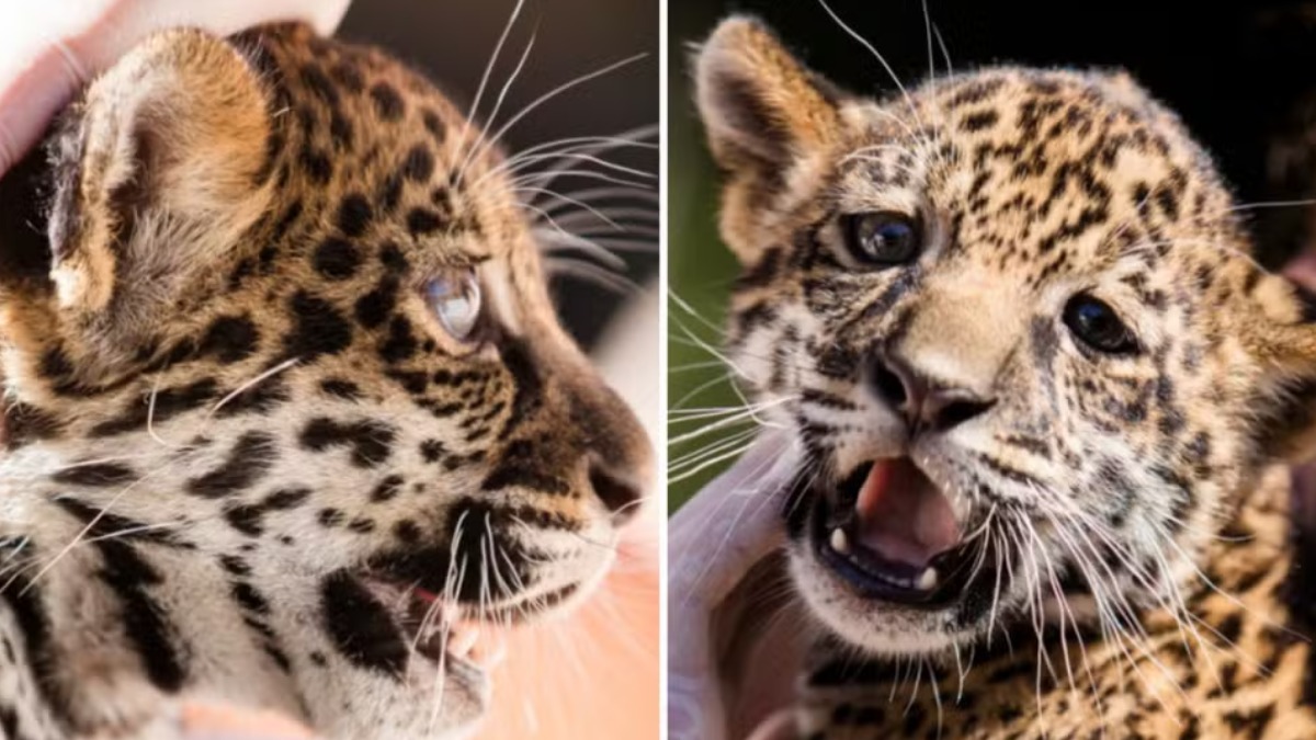 Quarto filhote de onça