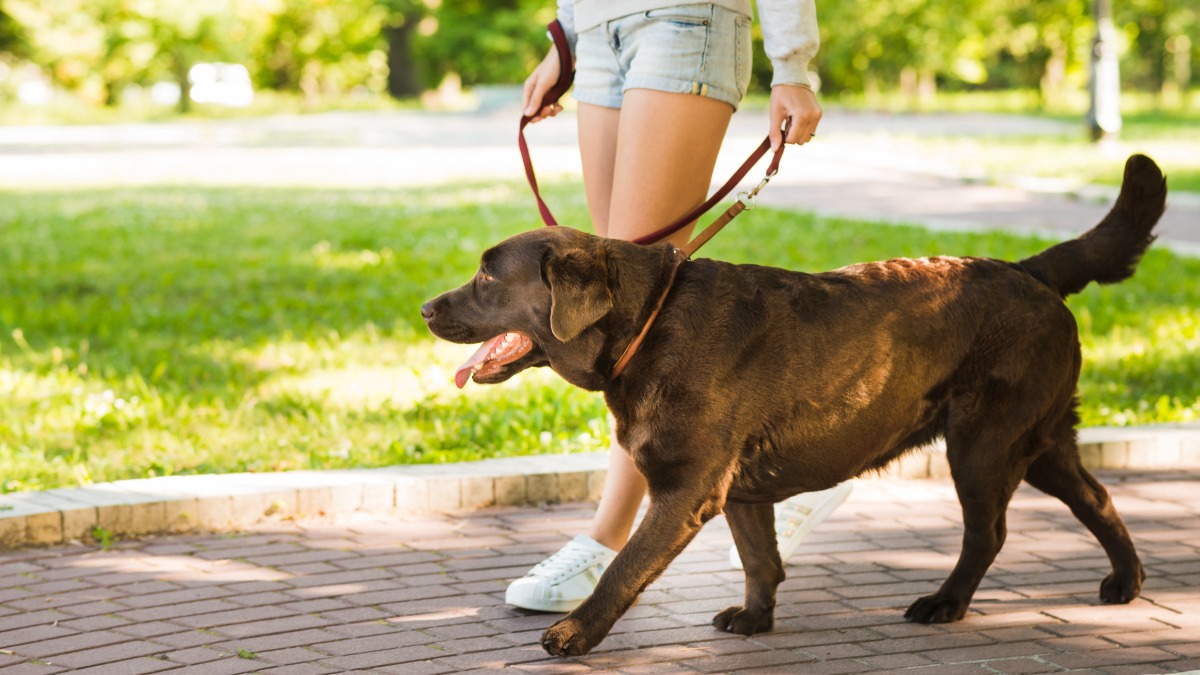 rotina caminhadas cachorro