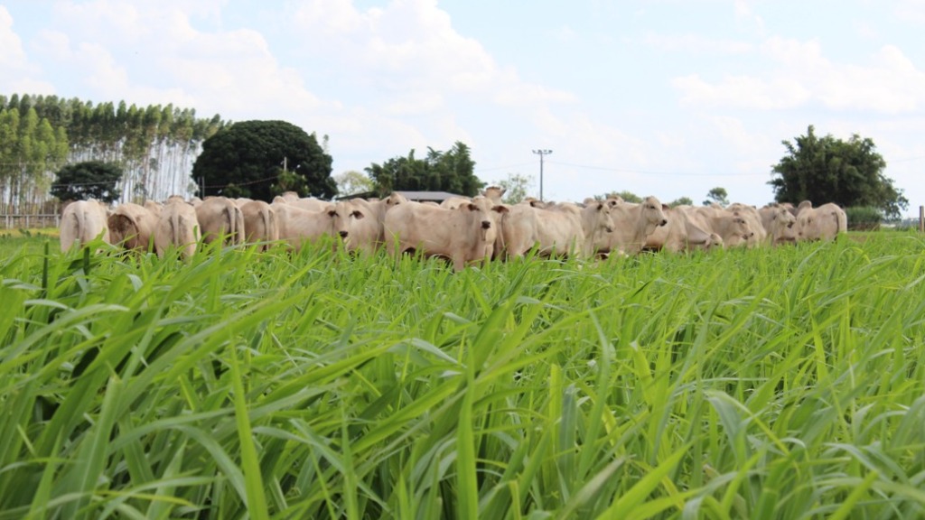 gramíneas nativas pastagem