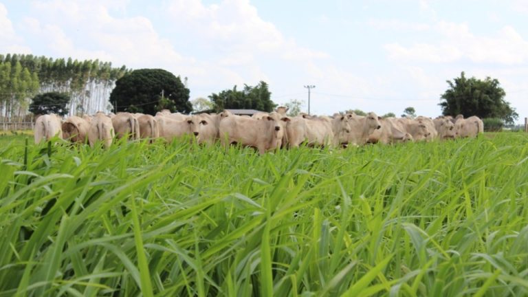 Embrapa desenvolve metodologia que usa imagens