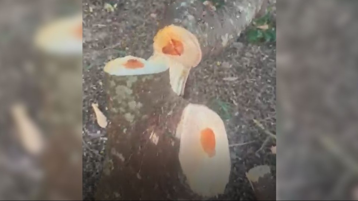 Prefeitura de Cravinhos poda ‘Pau