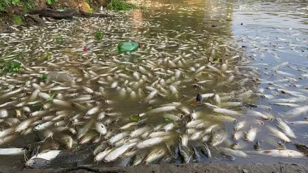 Não conseguir vender mais peixes após