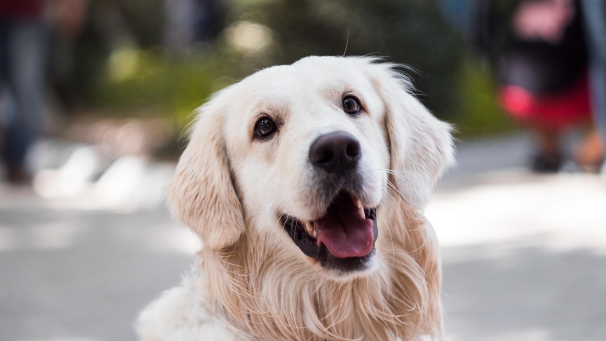 espaços públicos pet Ribeirão Preto