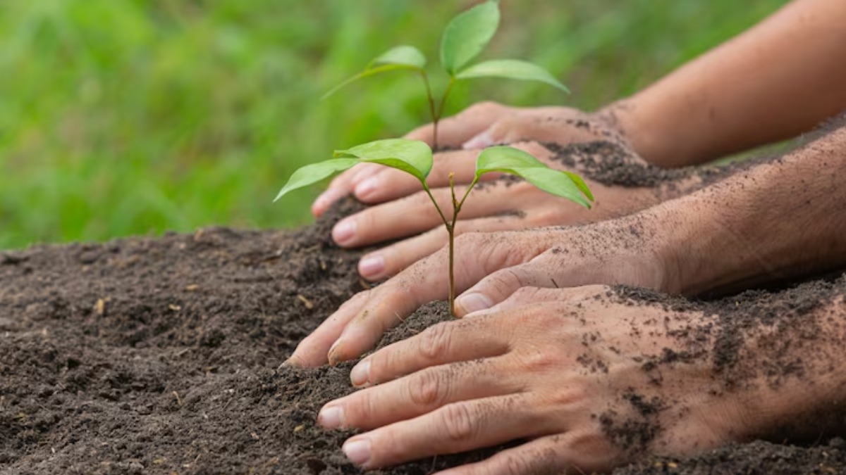 reflorestamento Ribeirão Preto