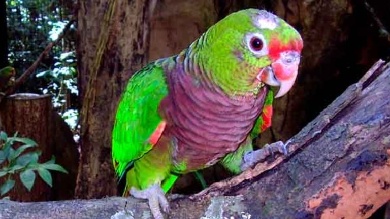 Descobertas amorosas do papagaio