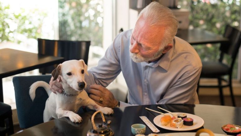 regras para espaços pet friendly