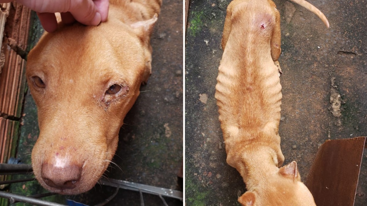 maus-tratos a pitbull