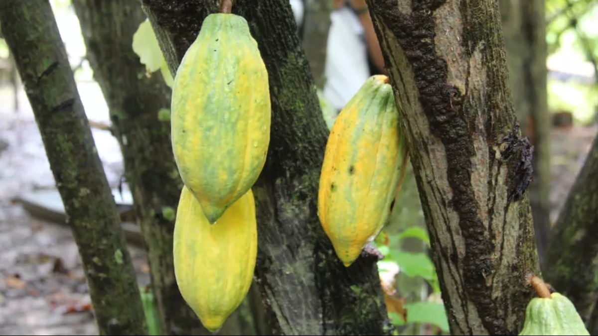 Produtos típicos da Páscoa sofrem