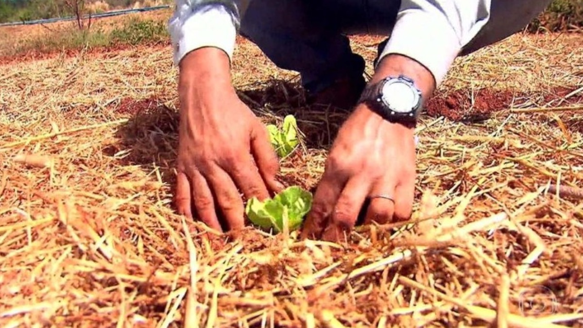 plantio de árvores Ribeirão