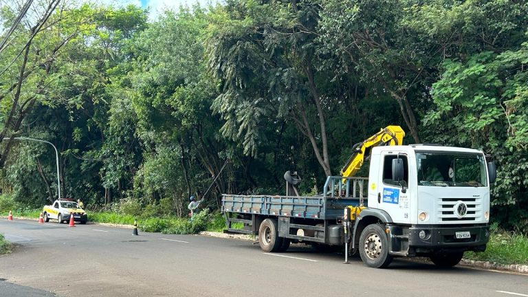 Qual a atual situação da arborização