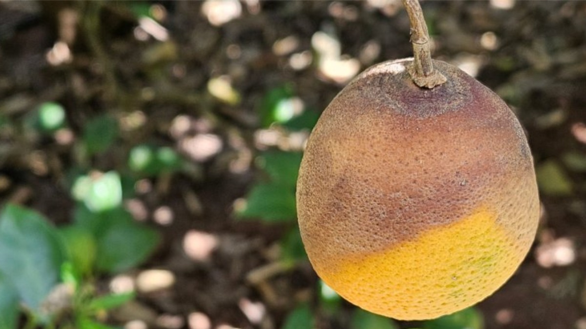 Citricultores da região enfrentam nova doença