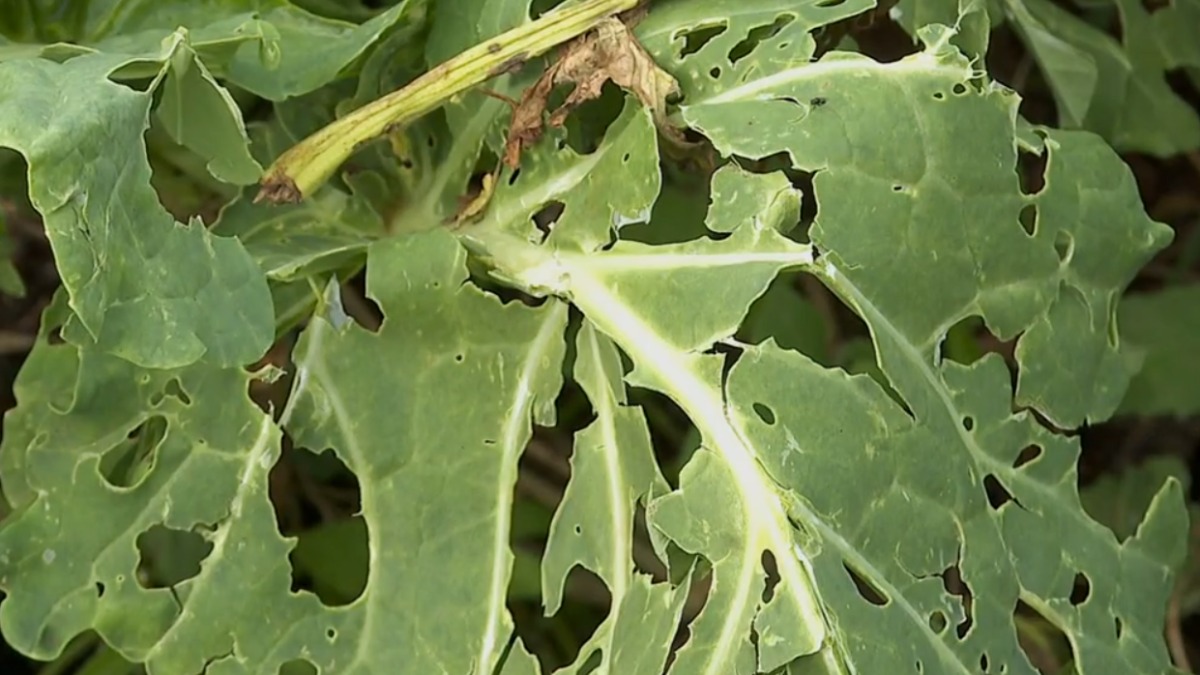 baixas temperaturas hortas