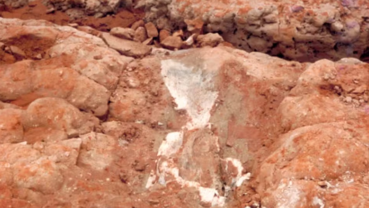 fóssil Museu Monte Alto