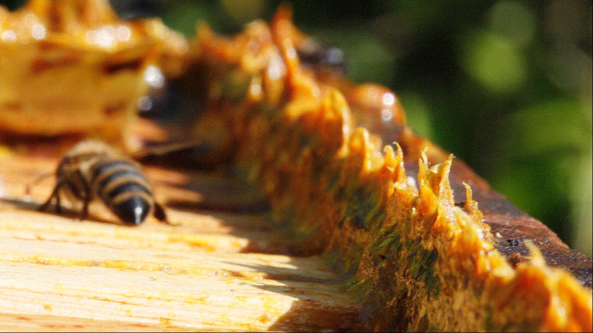 própolis imunológico