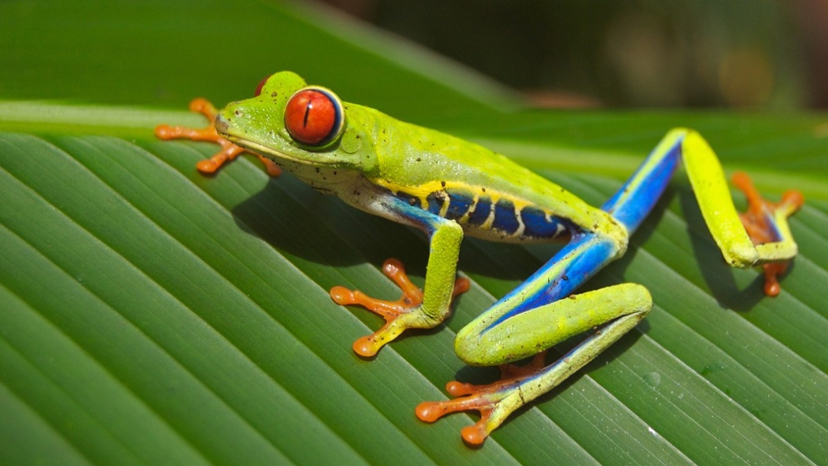 Com mais de 1.200 espécies