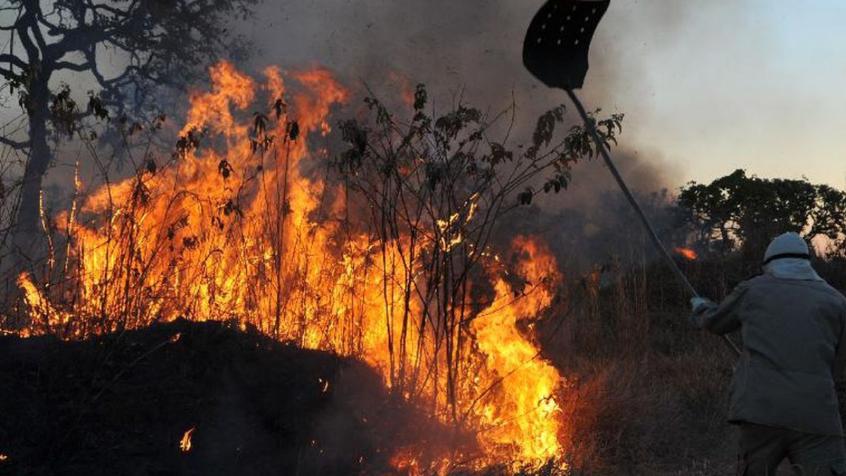 incêndio área verde