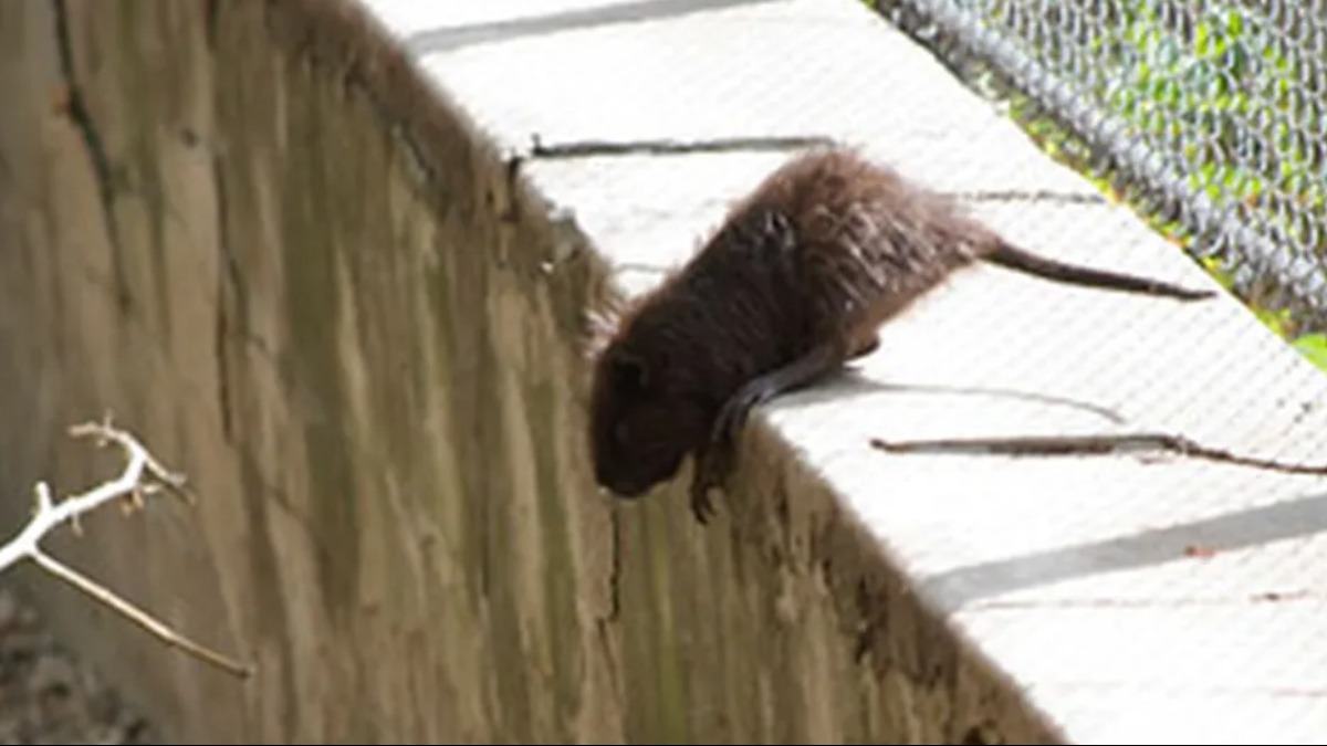 leptospirose em pets