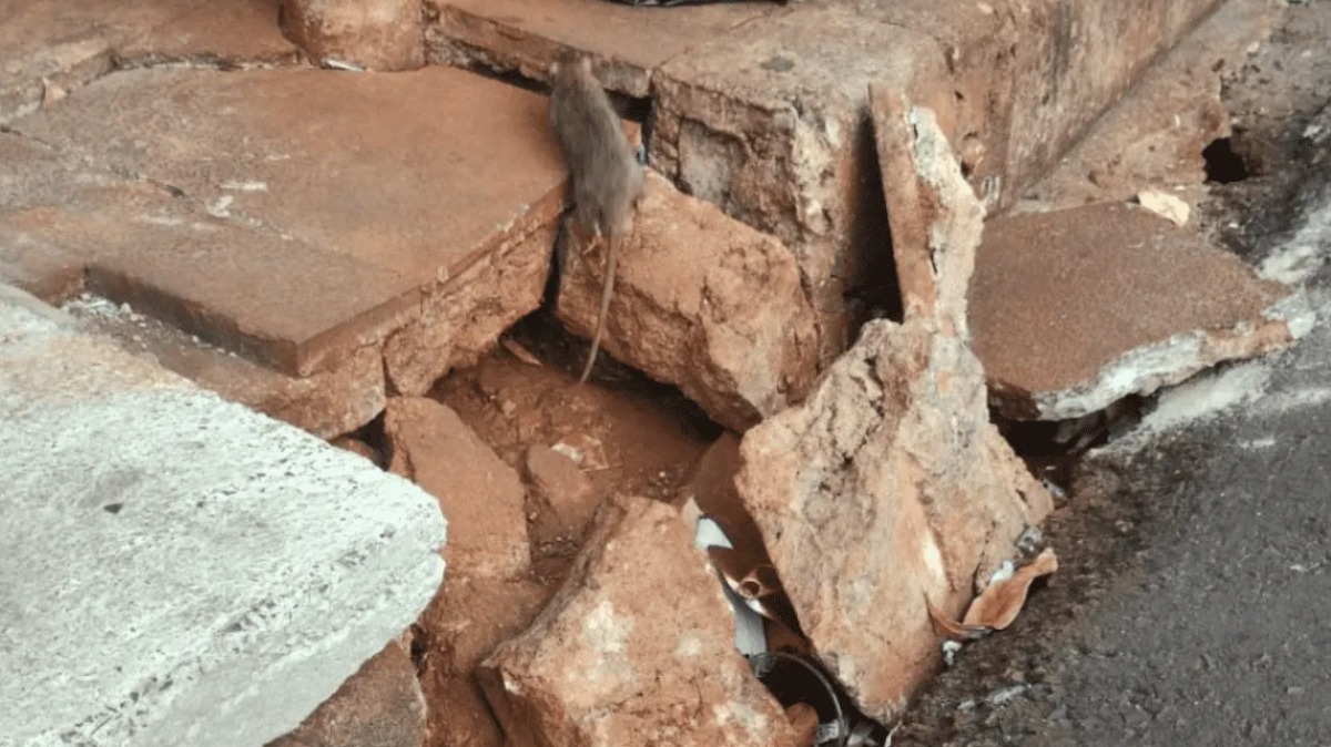 saúde animal urbana