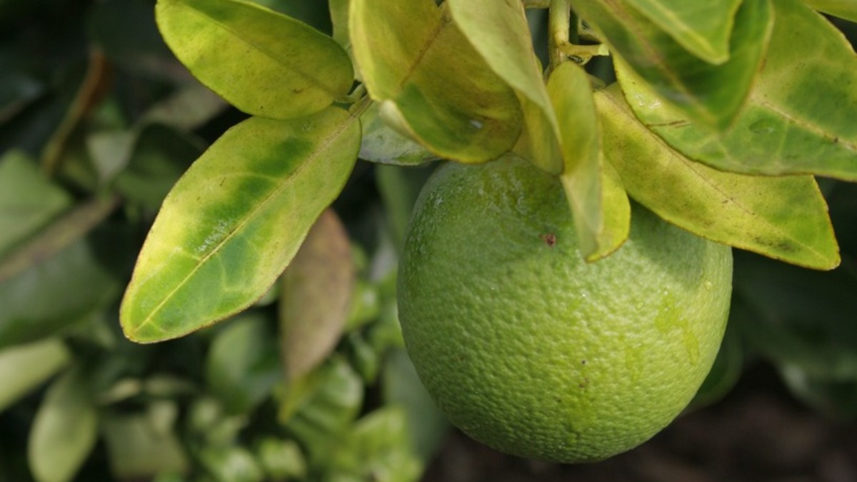 greening laranjeiras