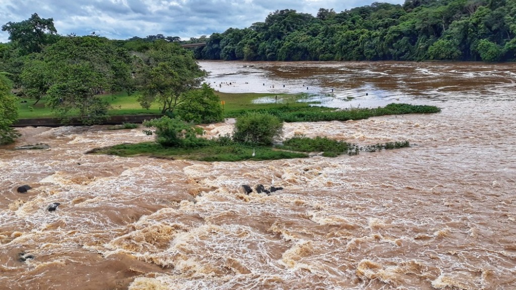 peixes mortos rio Mogi Guaçu
