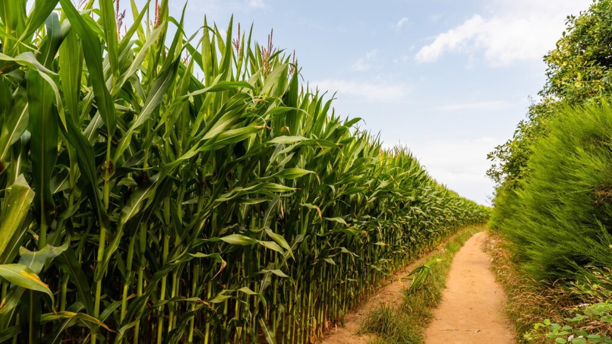 Área plantada de milho no Brasil