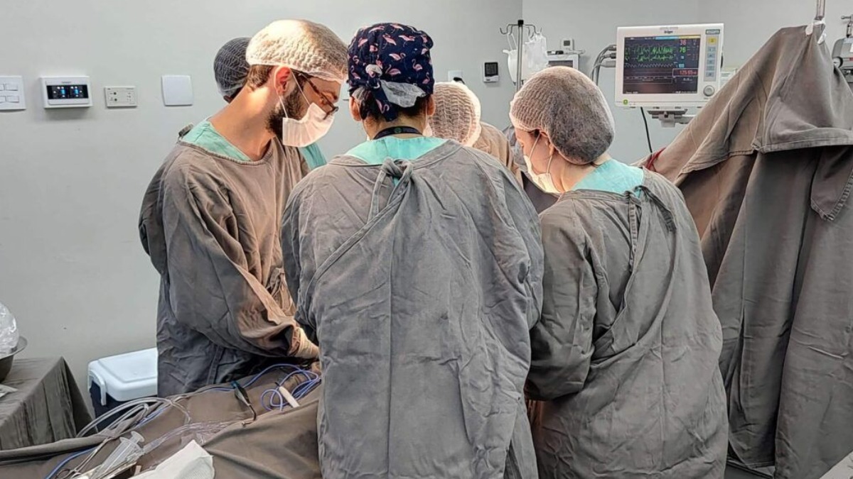 Número de transplante de órgãos cresce