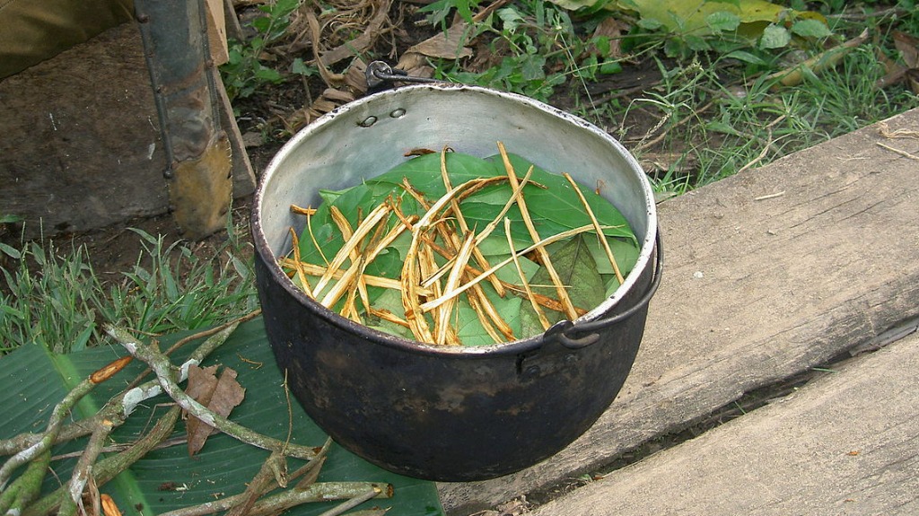 pesquisa ayahuasca