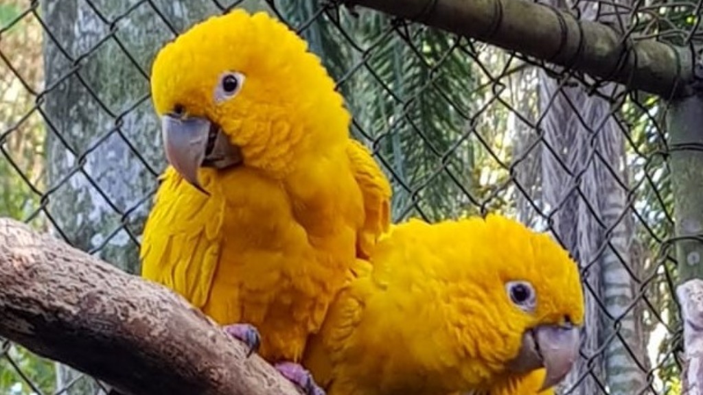 ararajuba em risco de extinção