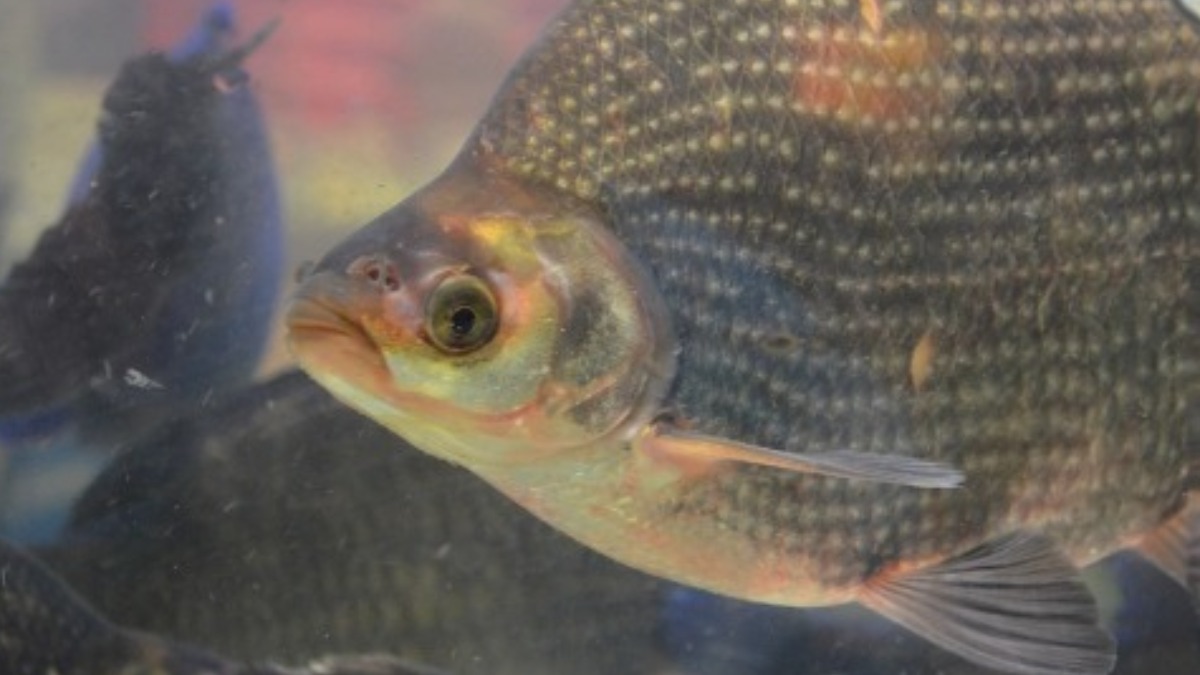 Preço tilápia Quaresma