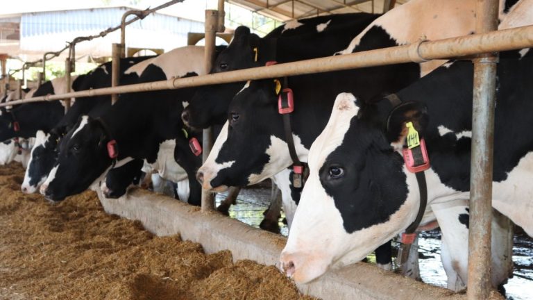 tarifaço exportação carne bovina