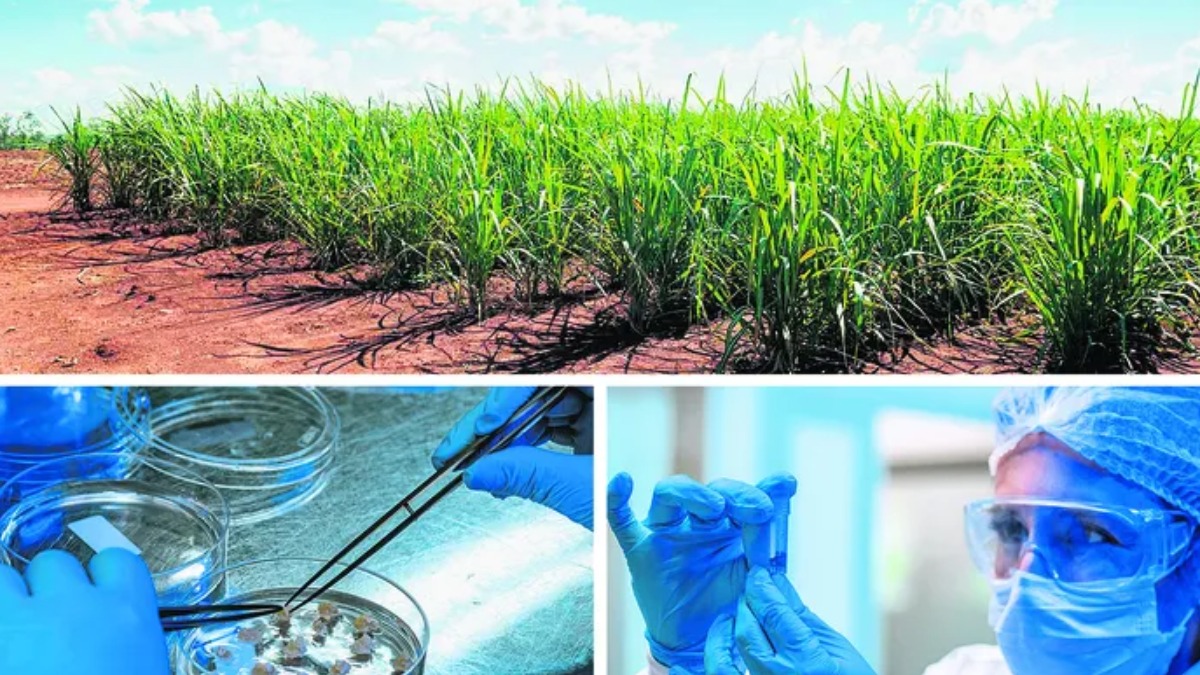 sementes sintéticas cana