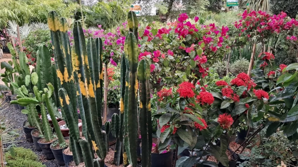 Ribeirão Preto recebe a 6ª edição