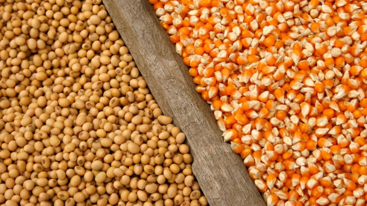 Escalada do dólar contribui para a