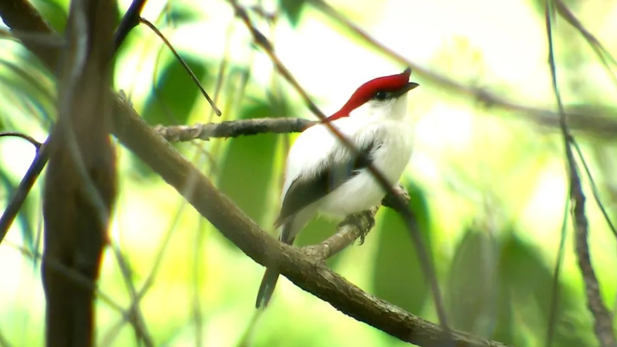 Você já ouviu falar nos ‘soldadinhos