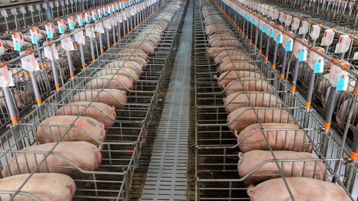 abate de suínos