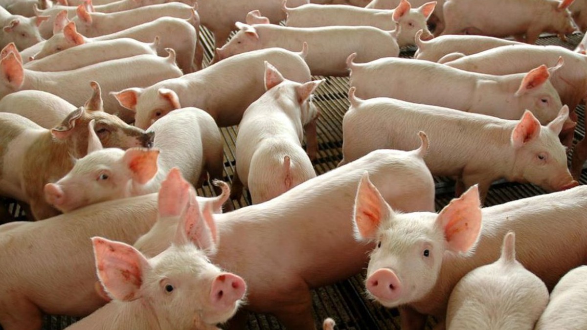 Mercado brasileiro projeta crescimento de 2