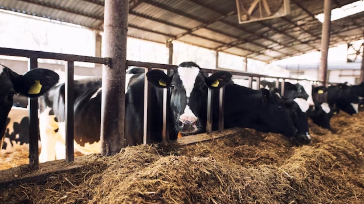 Empresa de saúde animal cria programa